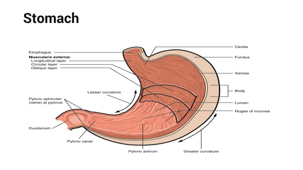 stomach