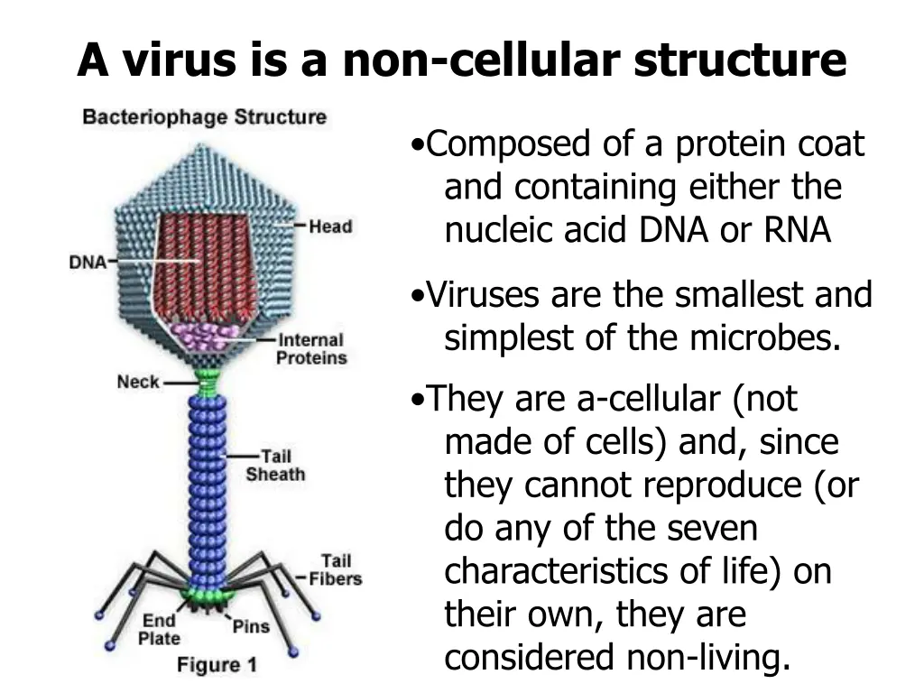 a virus is a non cellular structure