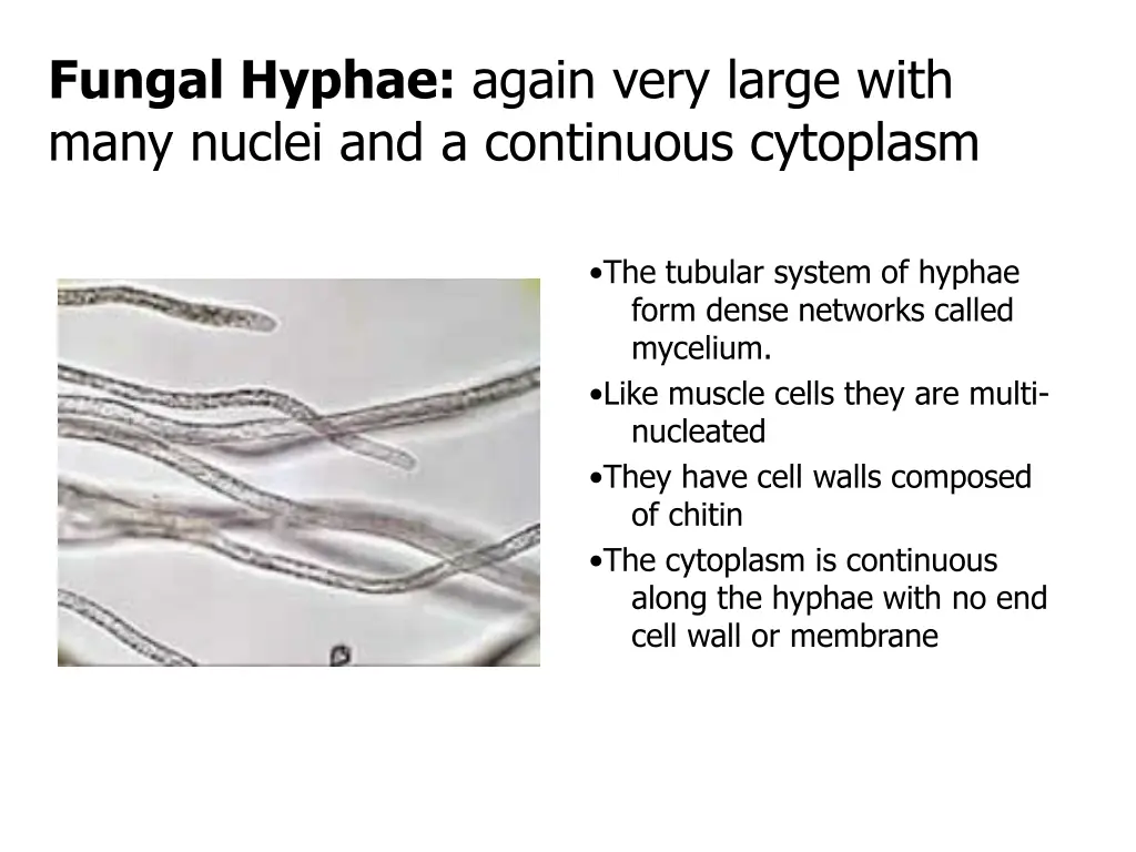 fungal hyphae again very large with many nuclei