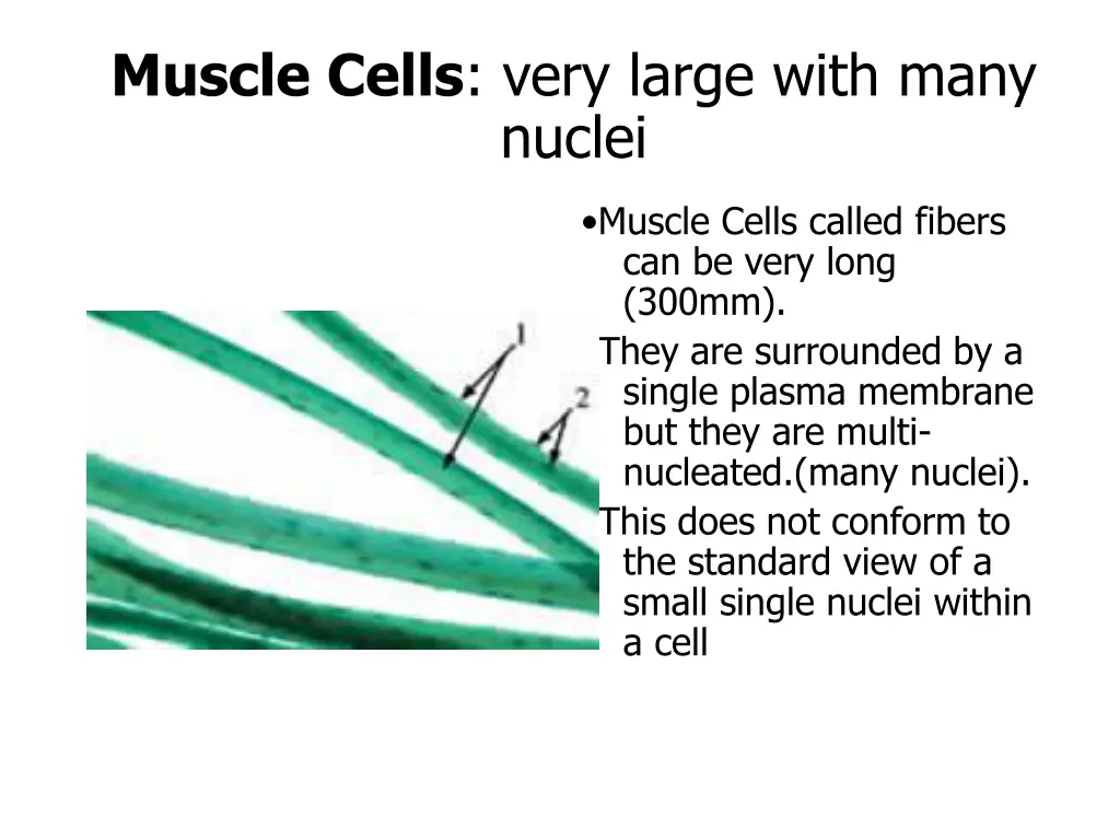 muscle cells very large with many nuclei