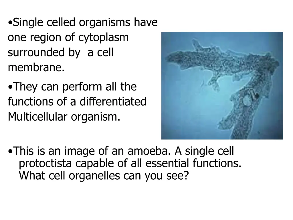 single celled organisms have one region