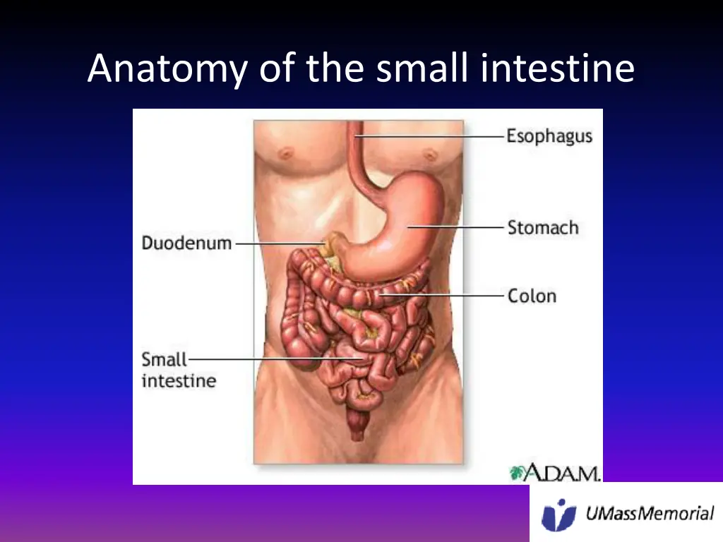anatomy of the small intestine 1