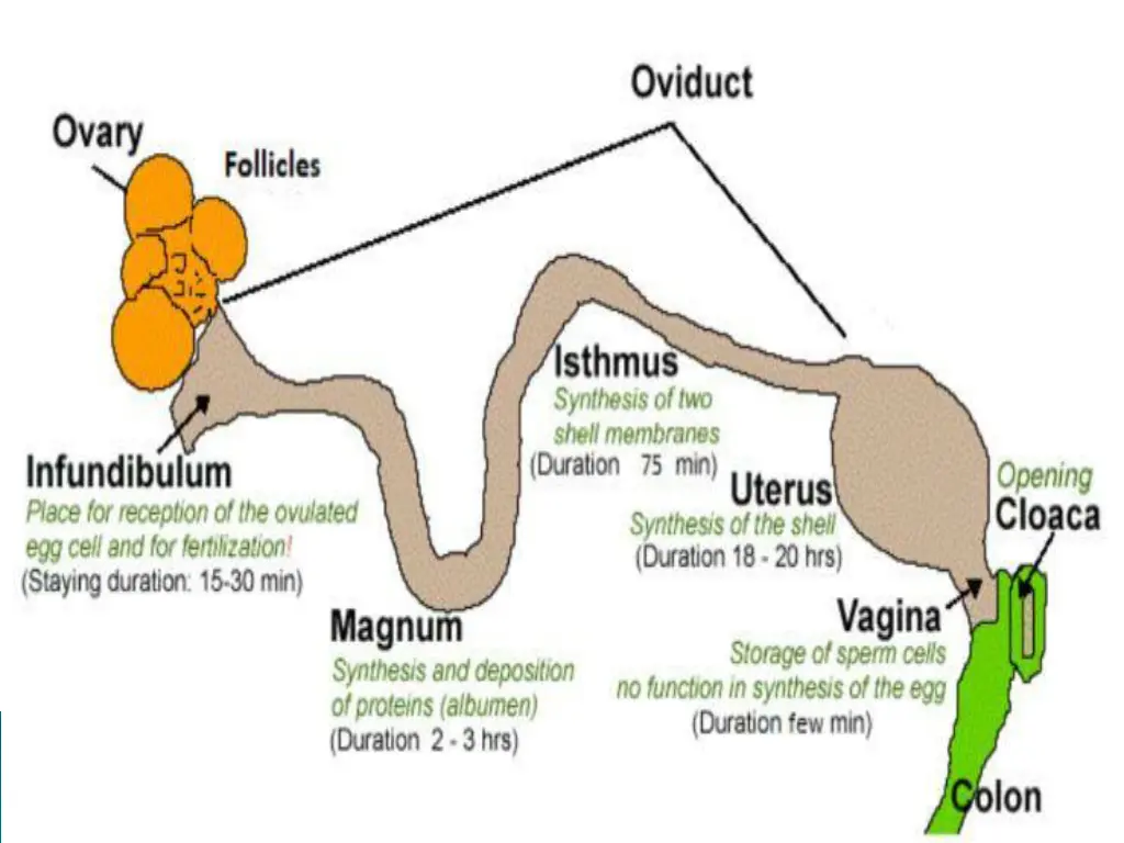 slide12