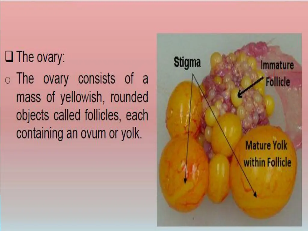 slide4