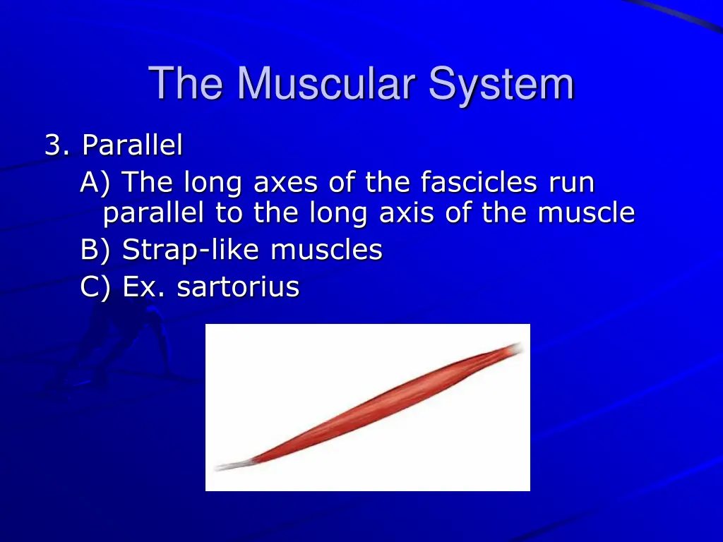 the muscular system 10