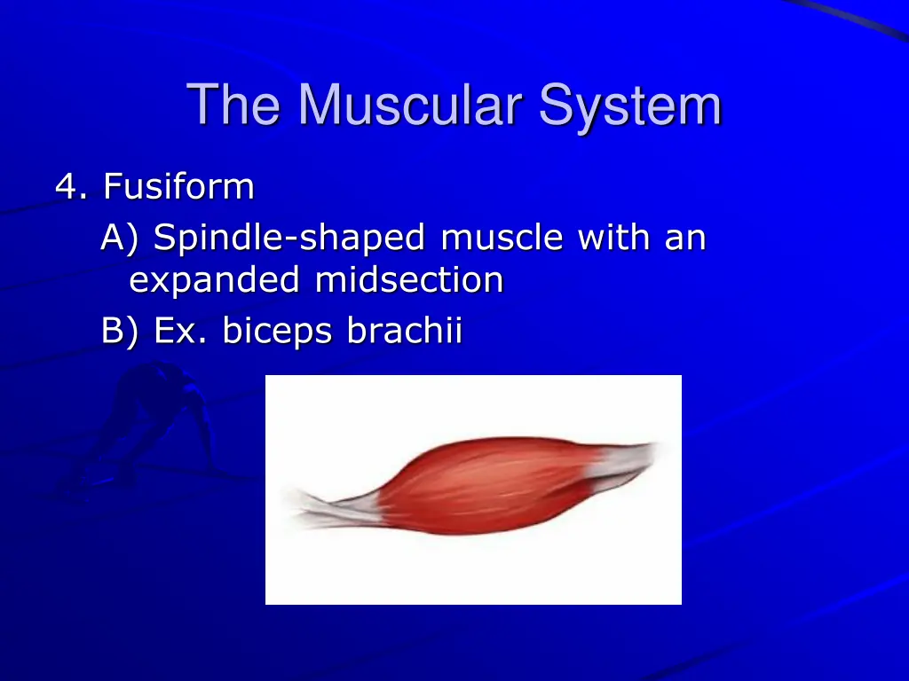 the muscular system 11