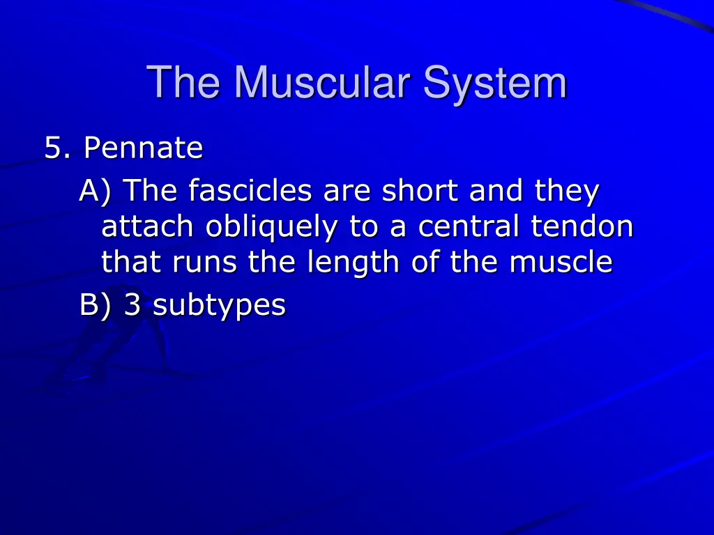 the muscular system 12