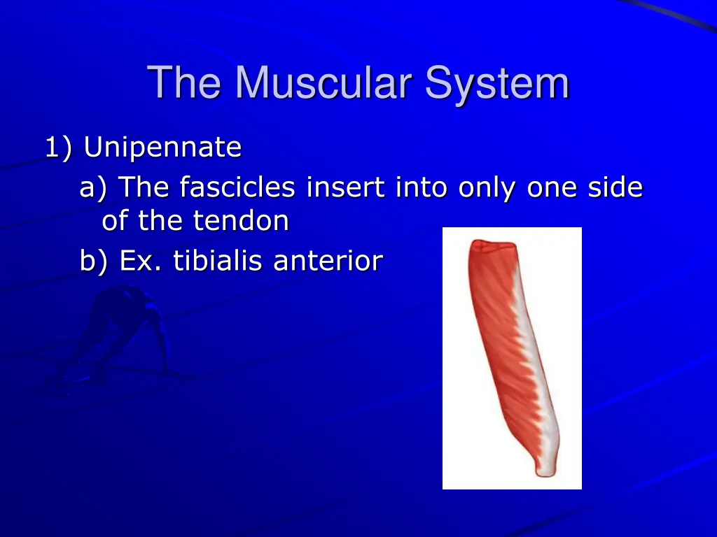 the muscular system 13