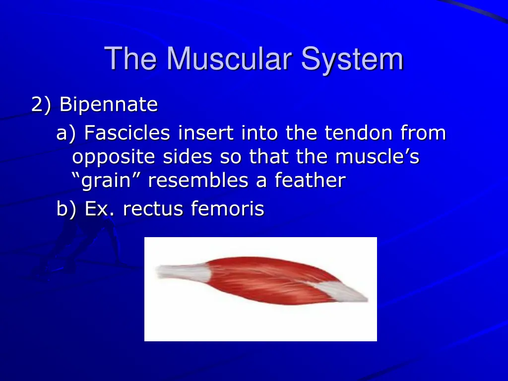 the muscular system 14