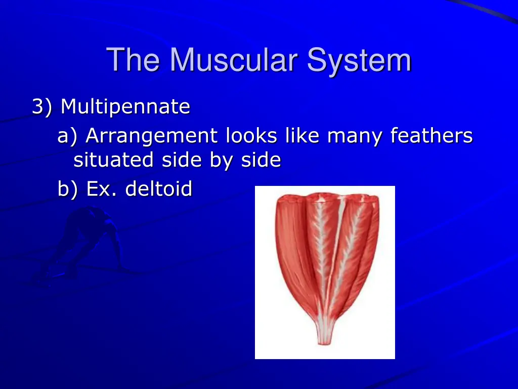 the muscular system 15