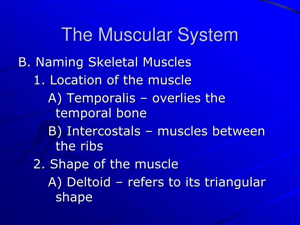 the muscular system 2