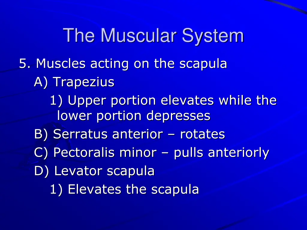 the muscular system 23