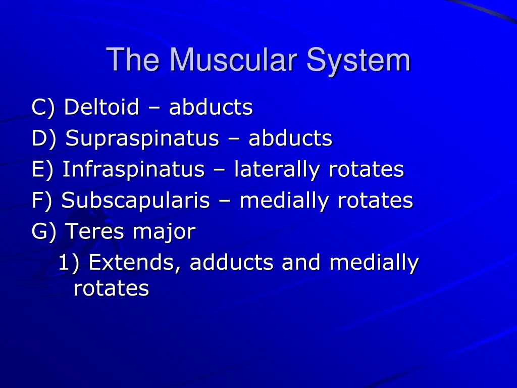 the muscular system 25