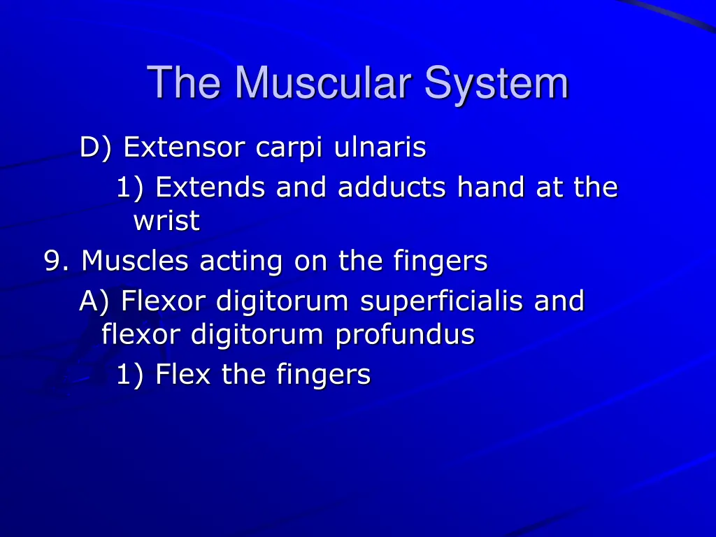 the muscular system 28