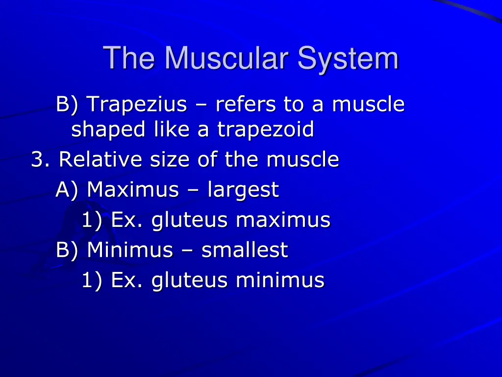 the muscular system 3