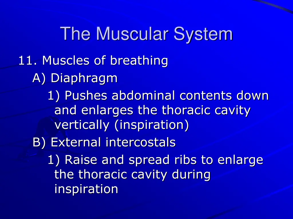 the muscular system 31