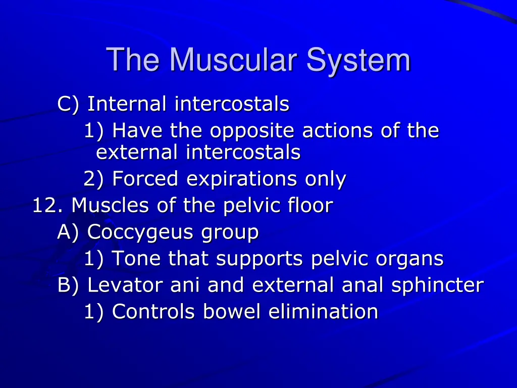 the muscular system 32