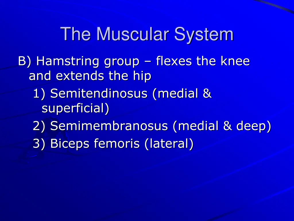 the muscular system 36