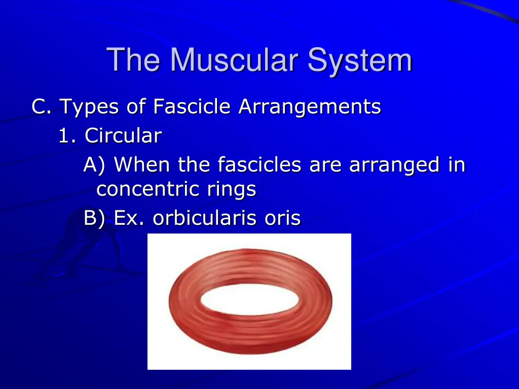 the muscular system 8
