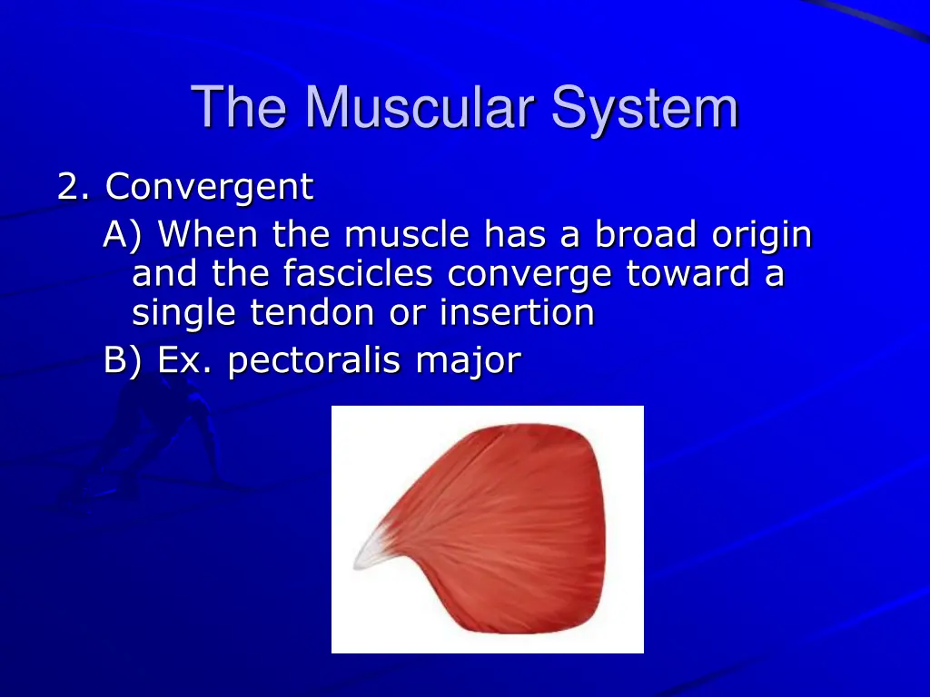 the muscular system 9