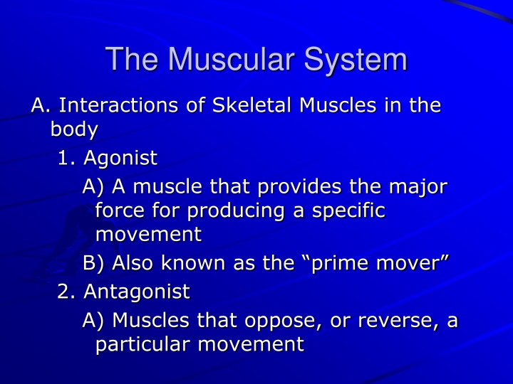 the muscular system