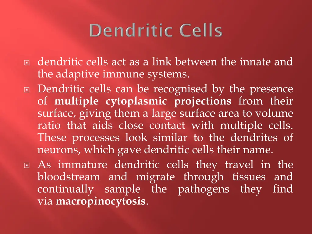 dendritic cells act as a link between the innate