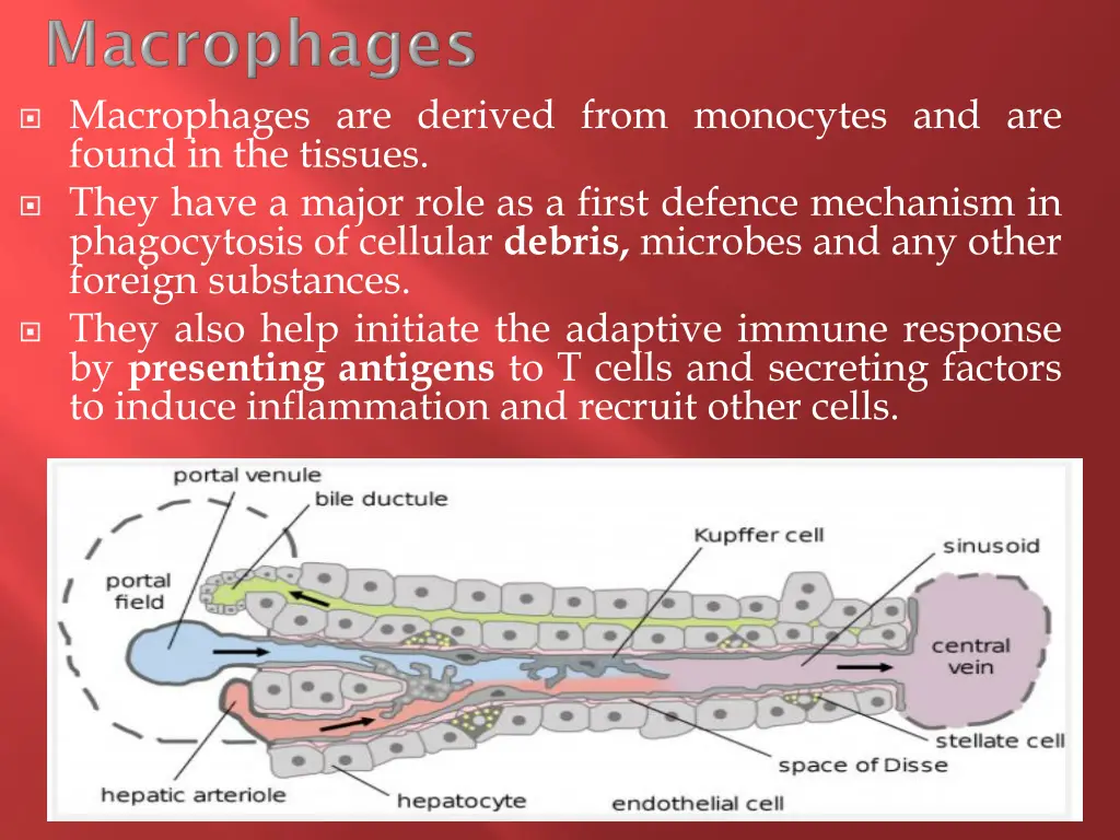 macrophages are derived from monocytes