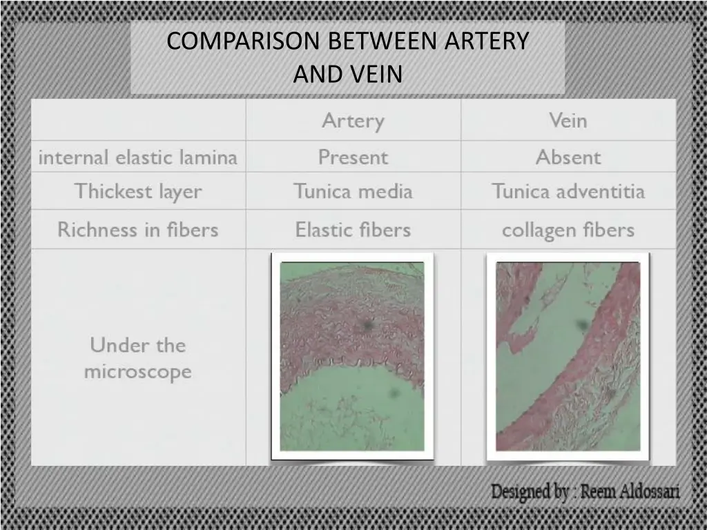 comparison between artery and vein