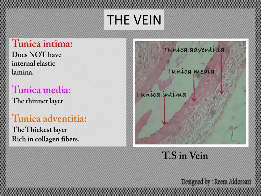 the vein