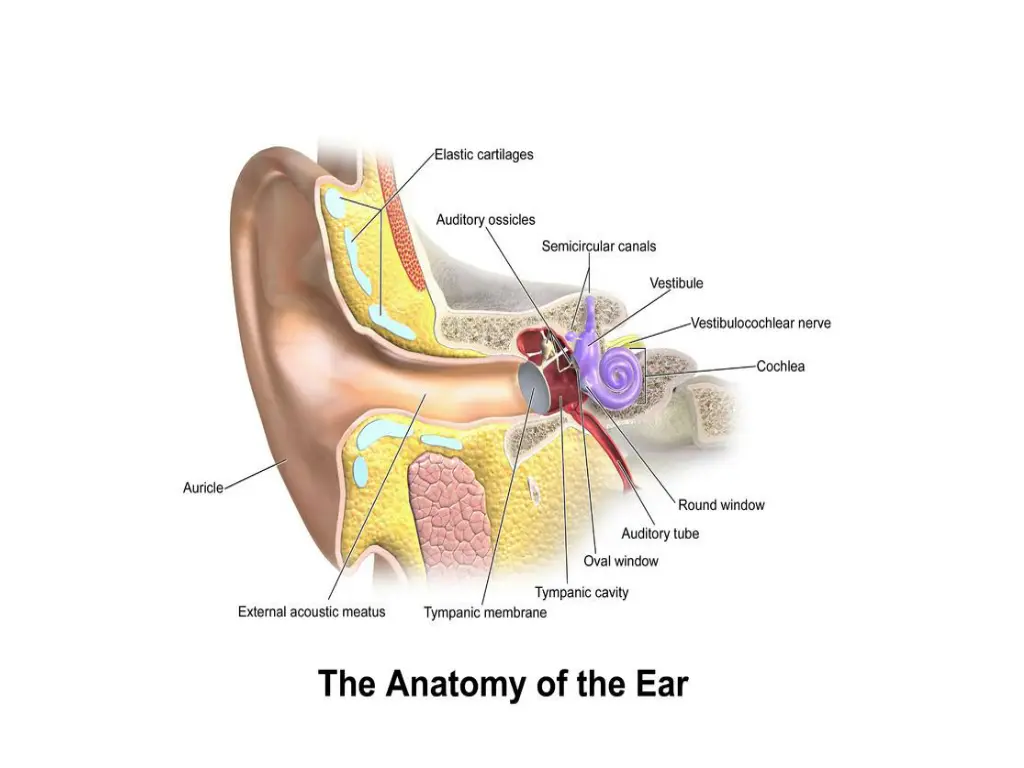 file blausen 0328 earanatomy png