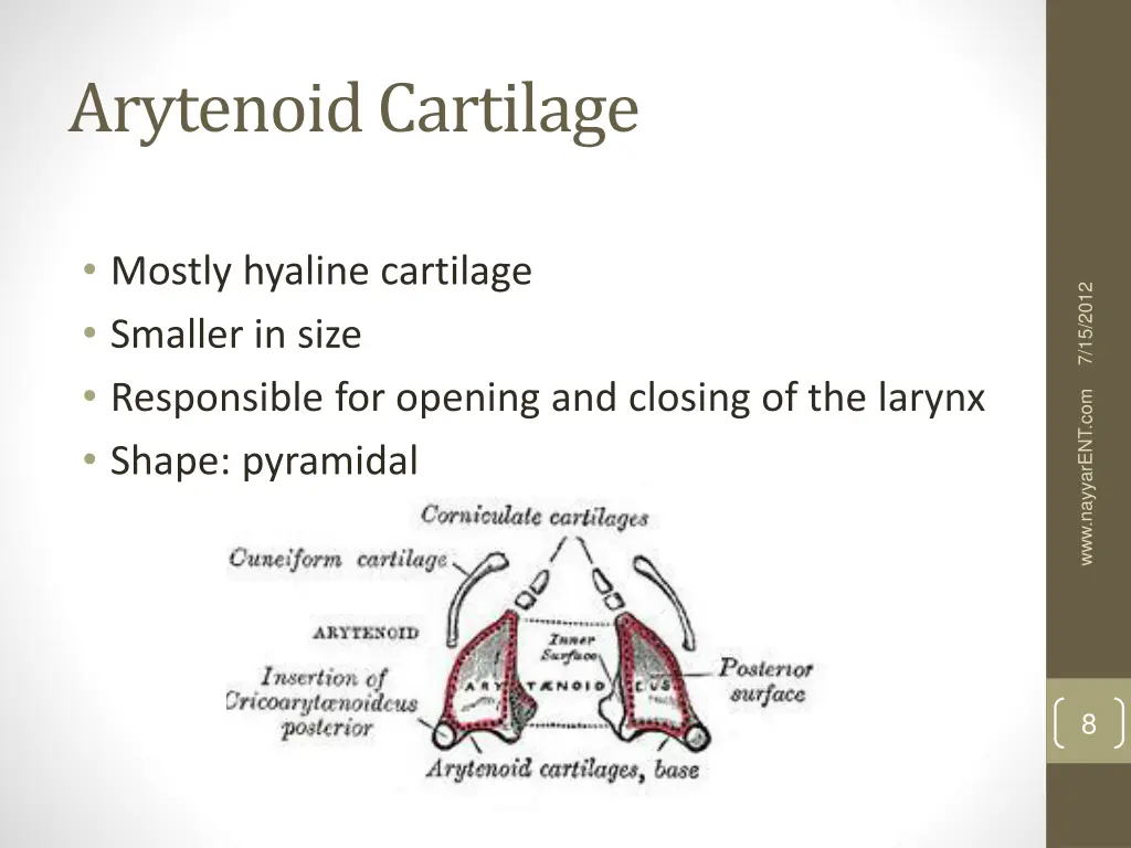 arytenoid cartilage