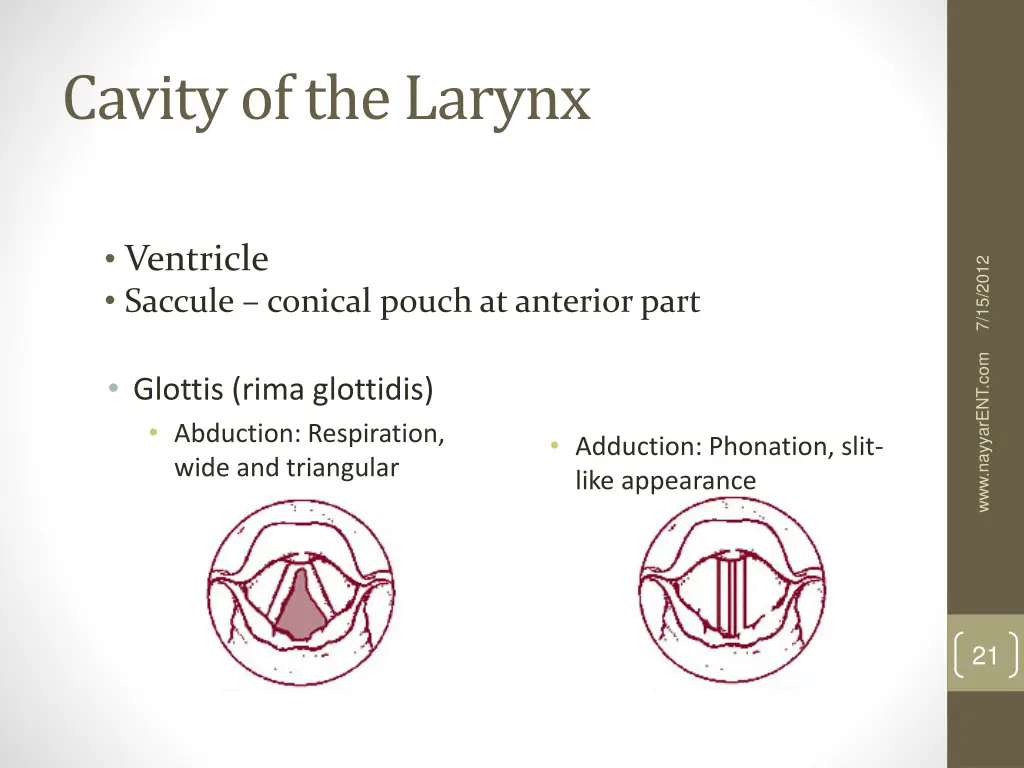 cavity of the larynx 2