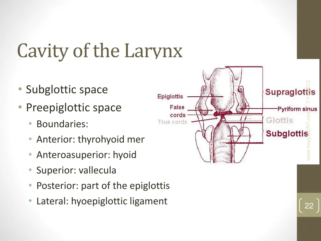cavity of the larynx 3