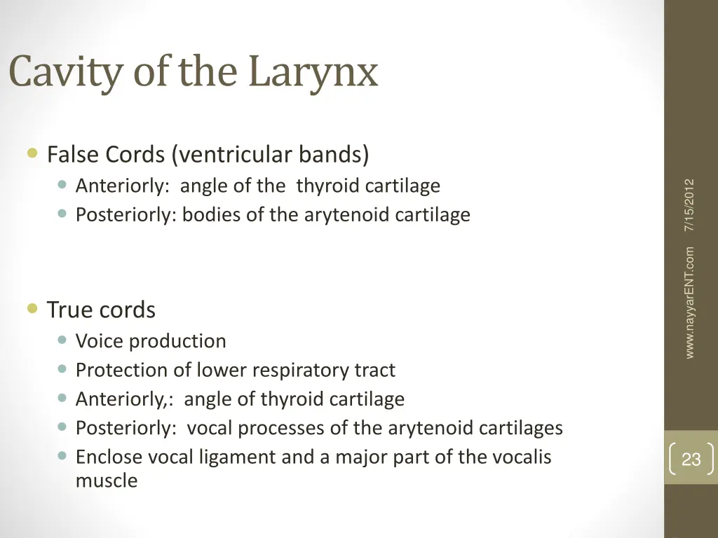 cavity of the larynx 4