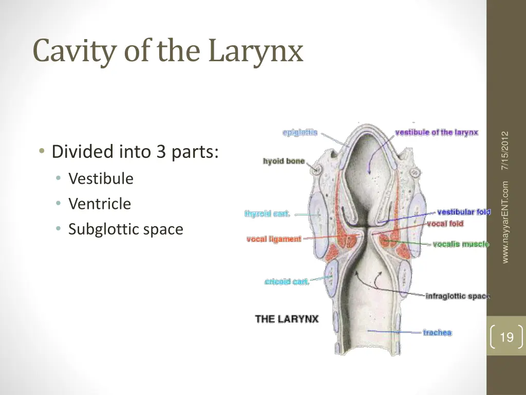 cavity of the larynx