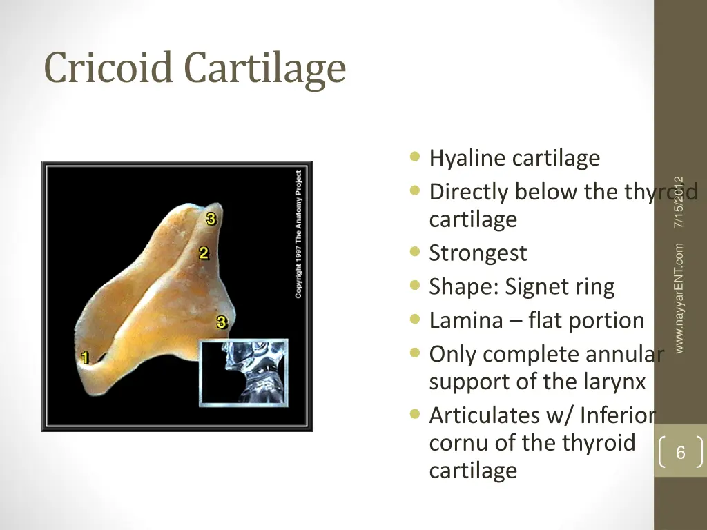 cricoid cartilage