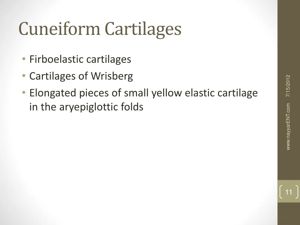 cuneiform cartilages