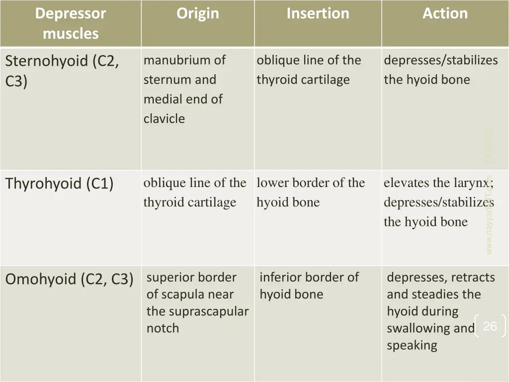 depressor muscles