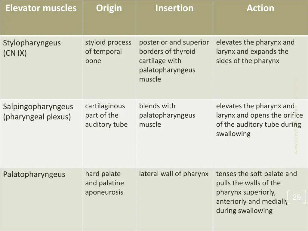elevator muscles 1