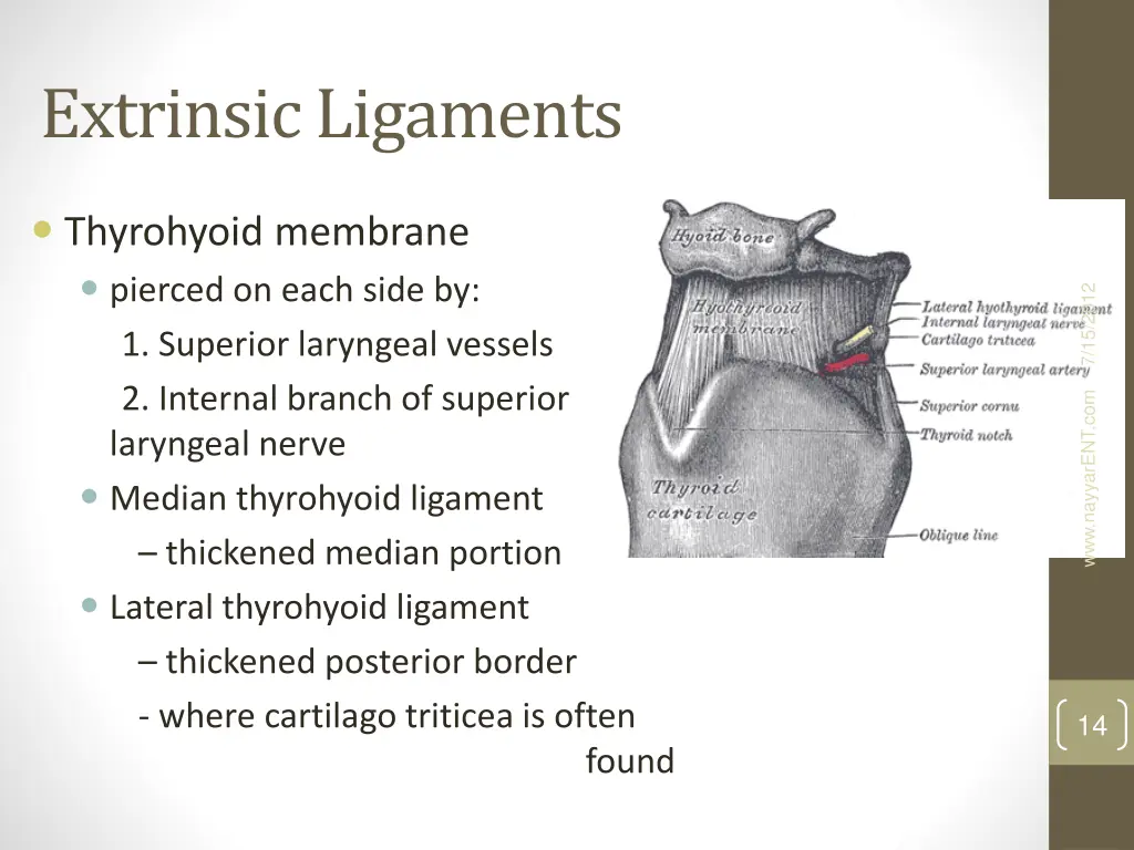 extrinsic ligaments