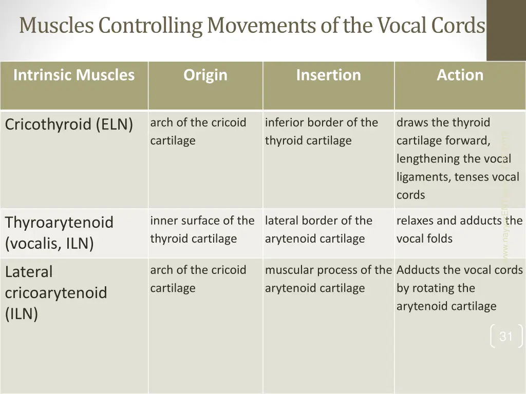 muscles controlling movements of the vocal cords
