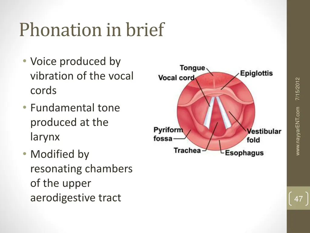 phonation in brief