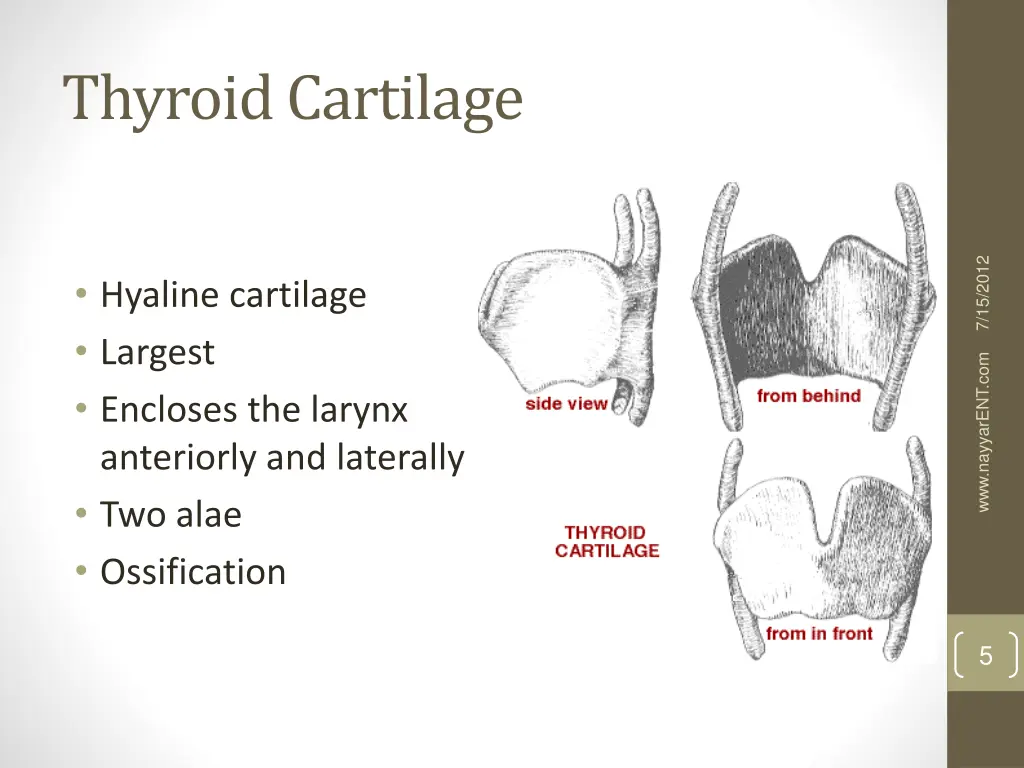 thyroid cartilage