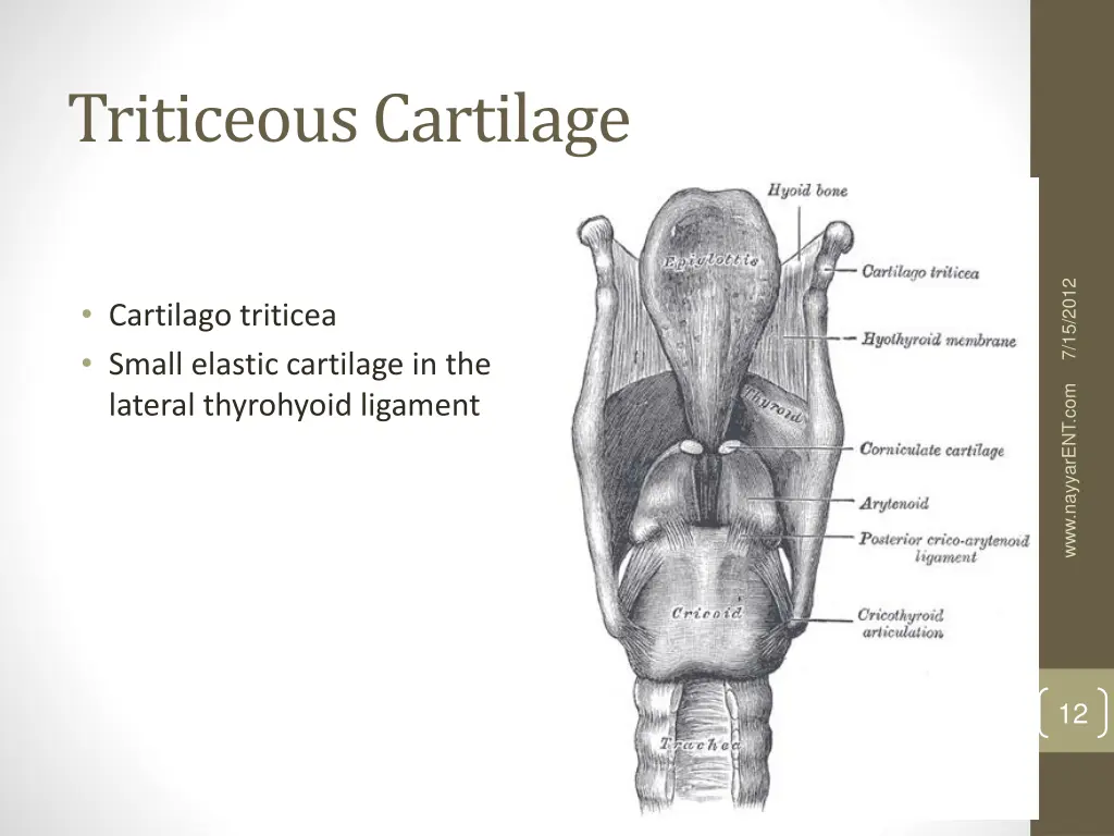triticeous cartilage