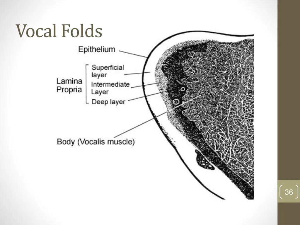 vocal folds
