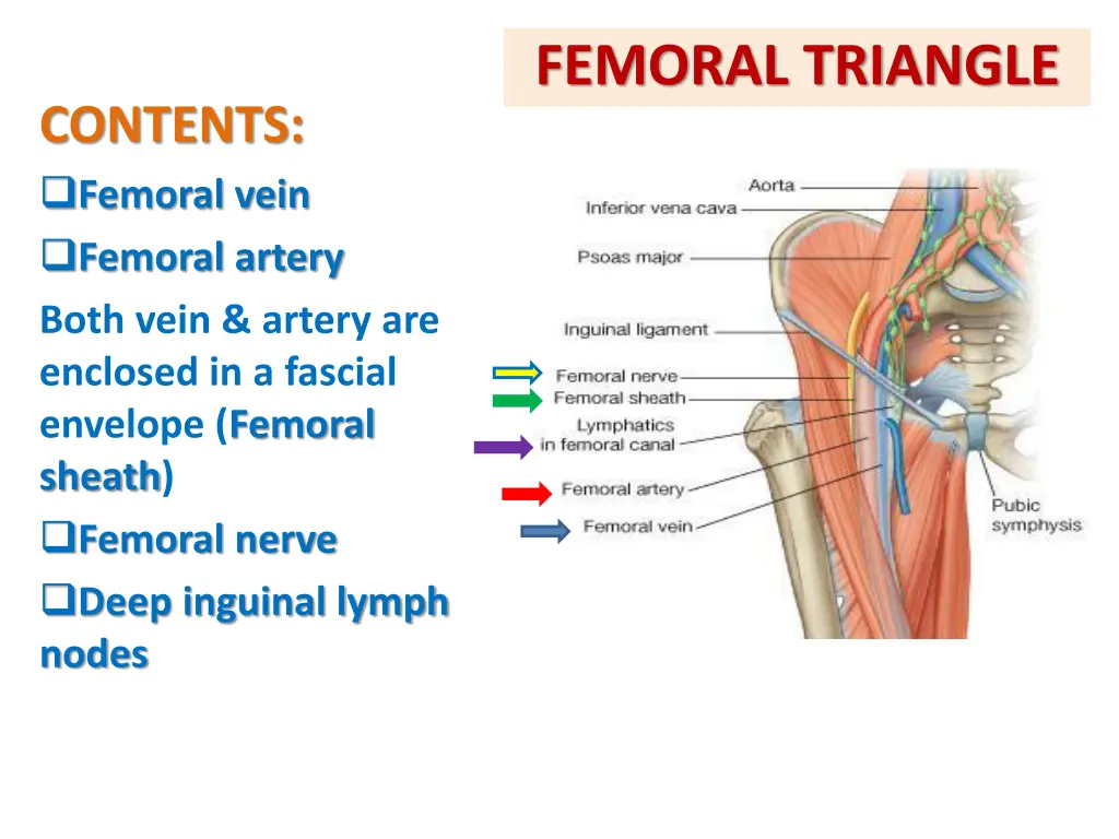 femoral triangle