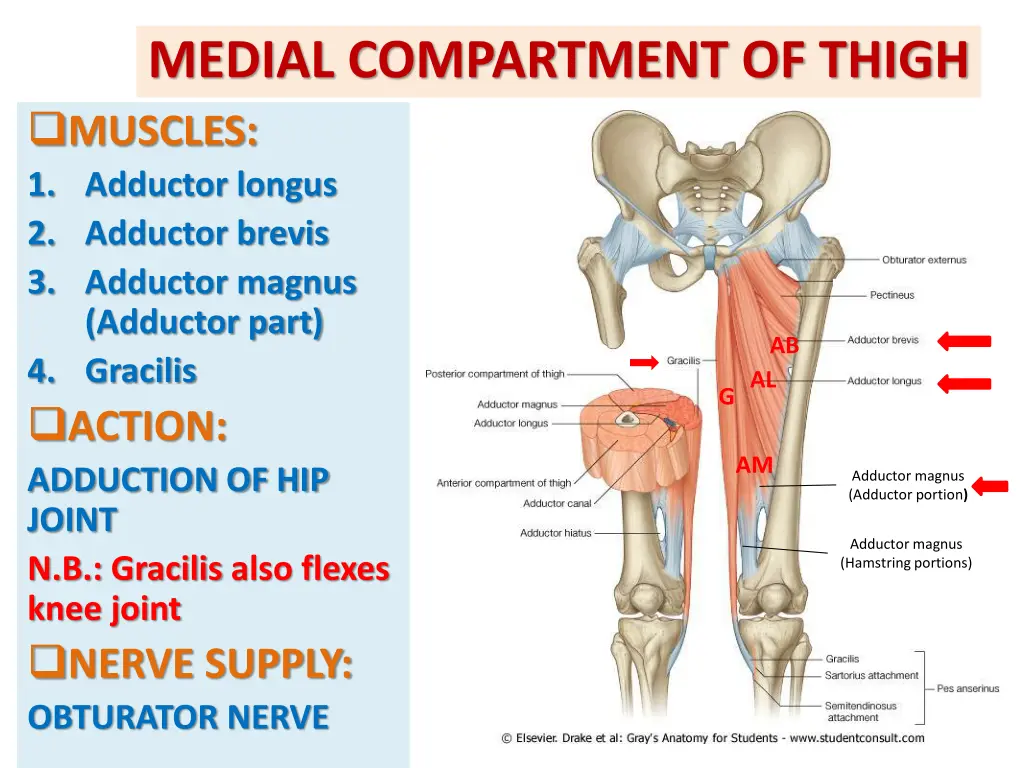 medial compartment of thigh muscles 1 adductor