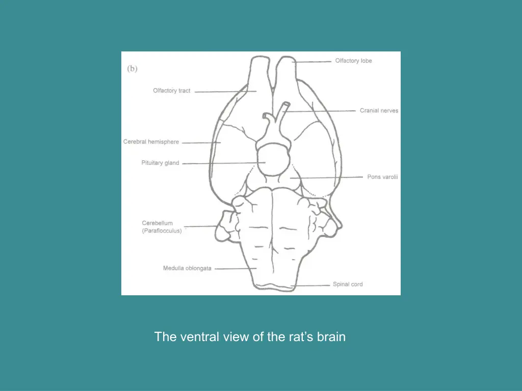 the ventral view of the rat s brain