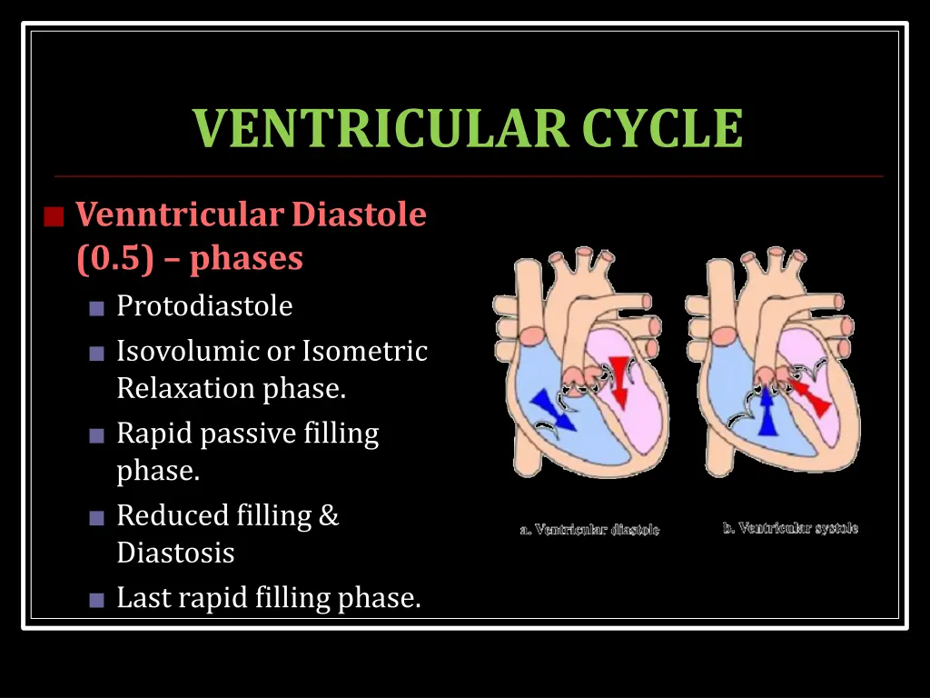 ventricularcycle 1