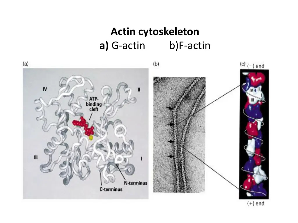 actin cytoskeleton a g actin mg